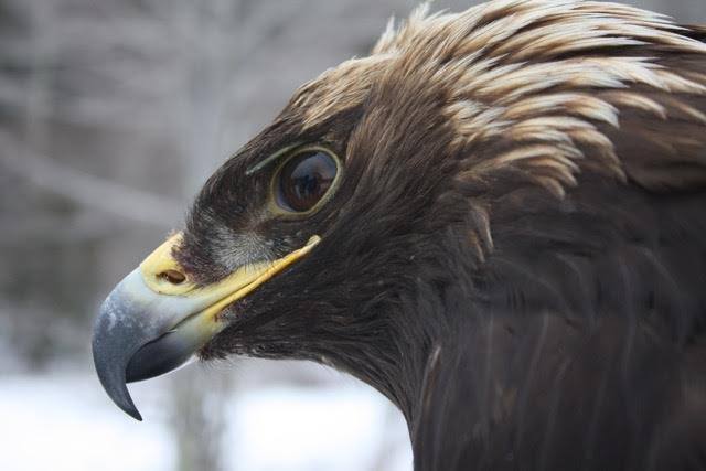 Golden Eagles Of New York And The Appalachian Eagle Project